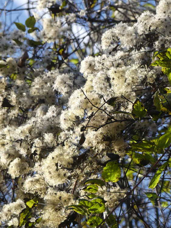 Seed heads are another important source of food