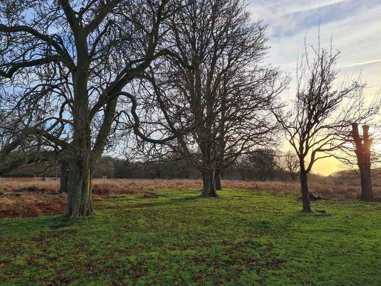 Inside Richmond Park