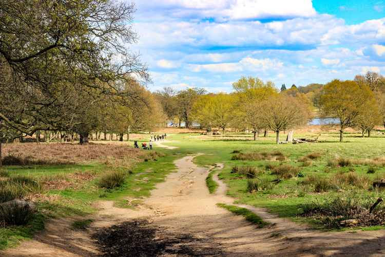 Richmond Park, a popular spot for dog walkers