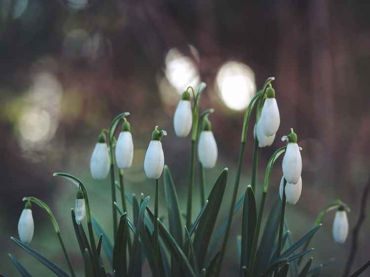 Snowdrops are beginning to flower