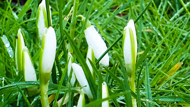 Snowdrops in York House Gardens by Captain Quack