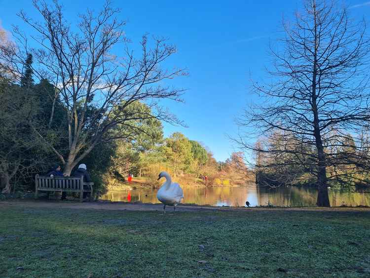 A swan on the grass near the five-acre lake