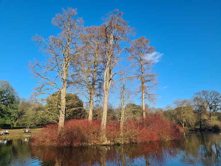 Trees in the middle of the lake