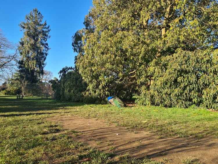 A sunny day in Kew Gardens