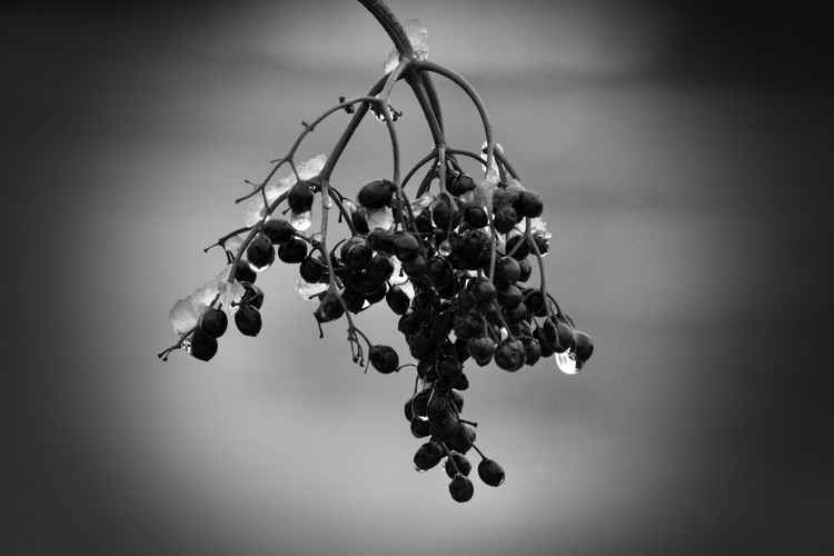 Ice on a bunch of berries