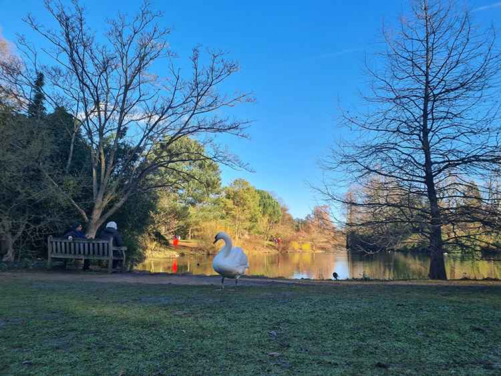 A swan by the water in Kew Gardens