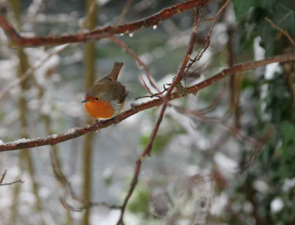 Robin red breast in Crane Park by John Royle