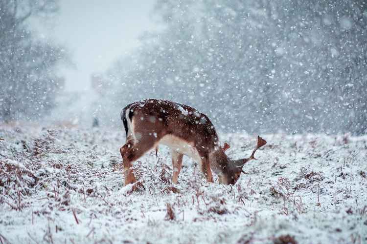 A buck grazes on the snow-covered grass. All photos by Elliot Keen