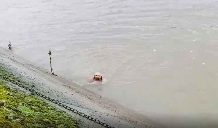 Puppy adrift in the river