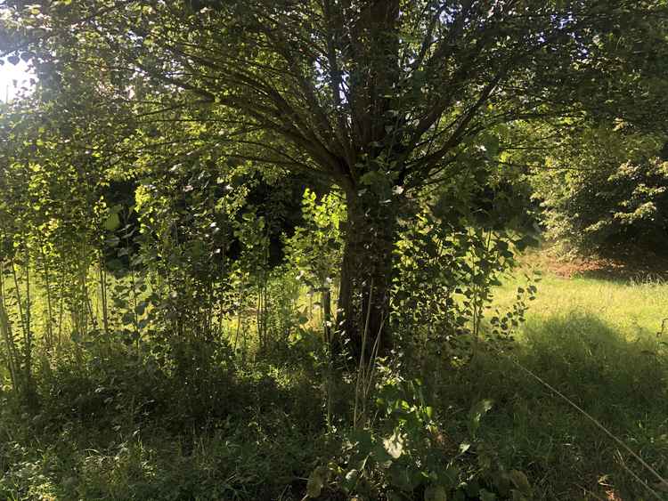 Shrubbery in Old Deer Park