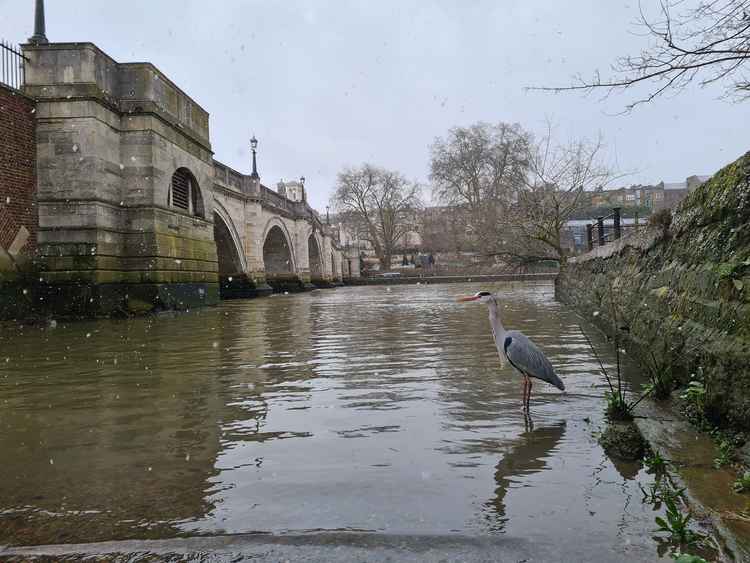 A heron below Richmond Bridge