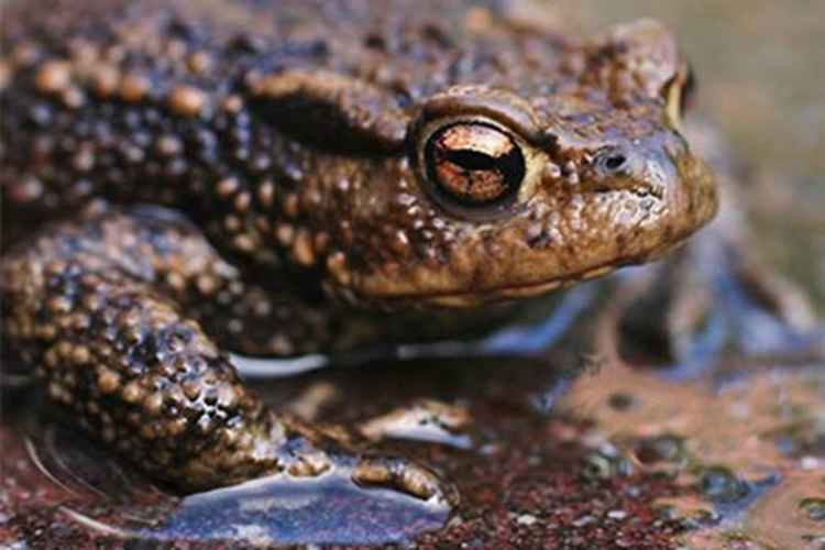 Toads prefer warm, wet conditions