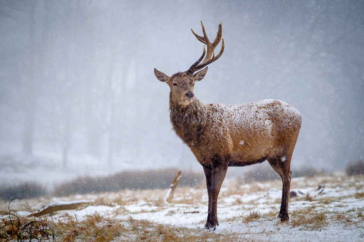 A stag in the snow