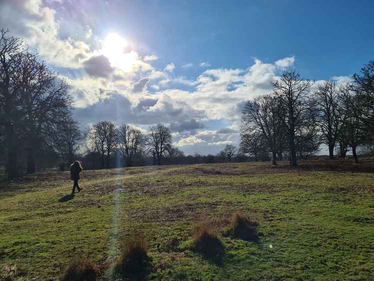 Richmond Park on a sunny February afternoon