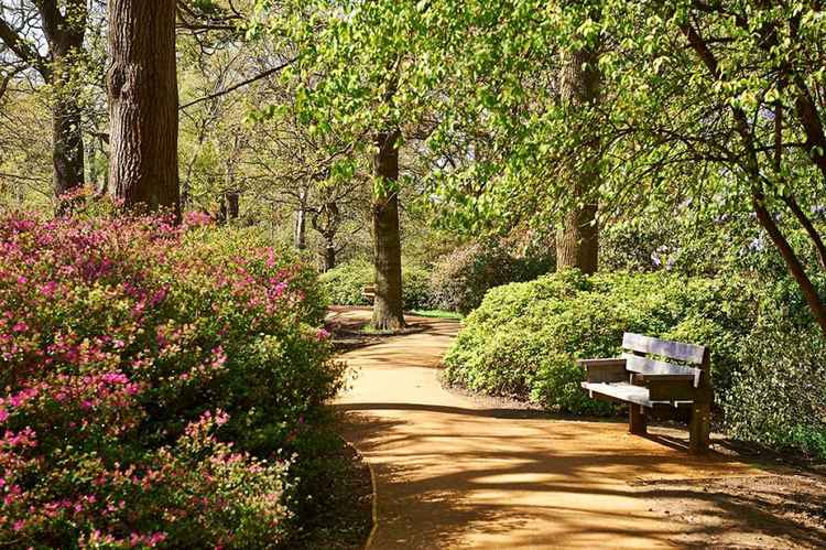 Isabella Plantation. All photo courtesy of Royal Parks