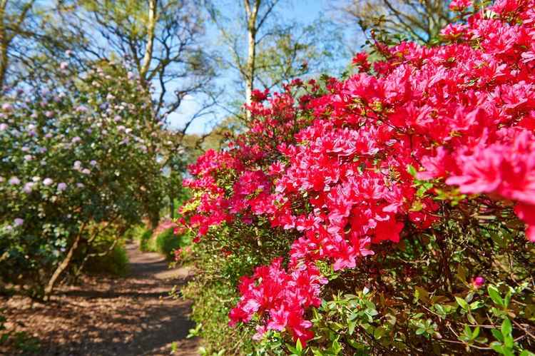 The stunning Isabella Plantation