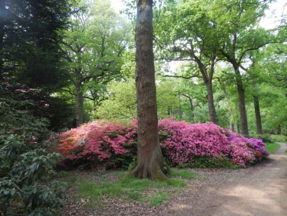 Rhododendrons in Isabella Plantation. © Hamish Griffin