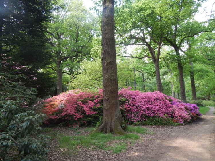 Rhododendrons in Isabella Plantation. © Hamish Griffin