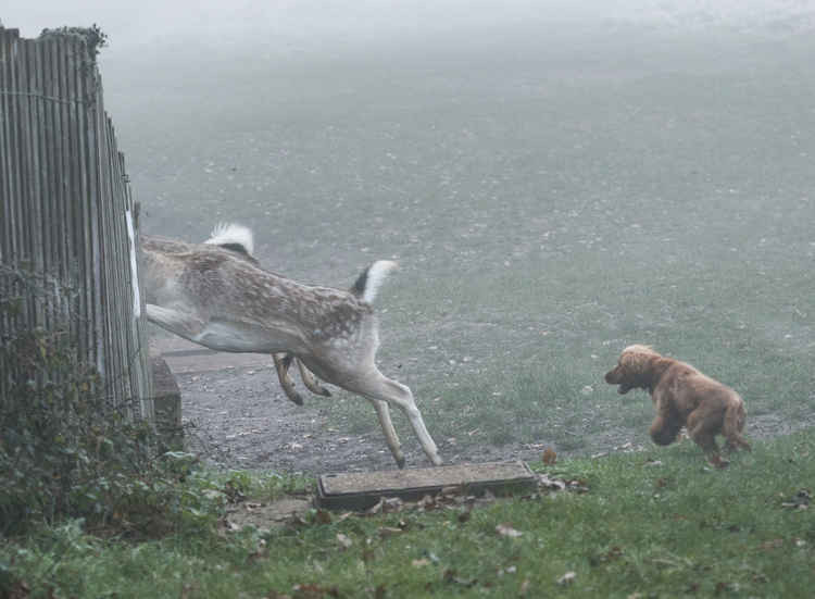 Frightened fallow deer run from a young pup (picture: Max Ellis)