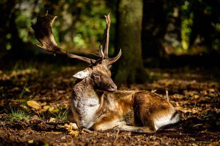 A stag in Richmond Park (picture: 47 Photography)