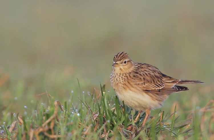 Skylark populations have fallen in the past half century