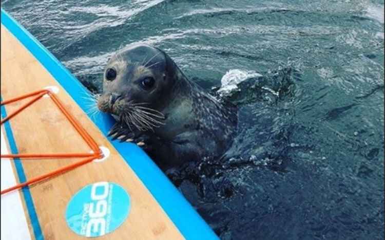 A friendly seal swims says hello to a paddleboarder