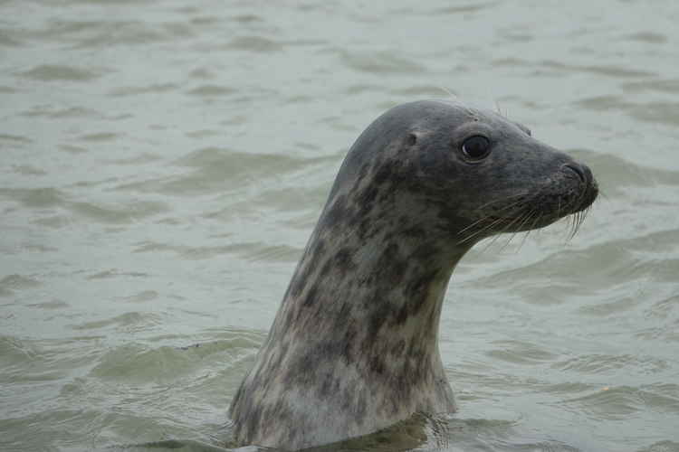 Poking its head out the water