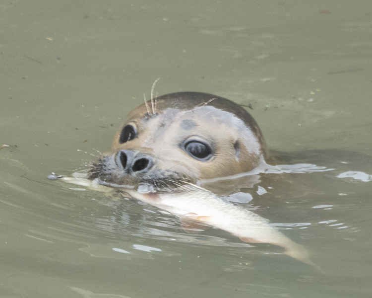 Freddie the seal with a catch (picture: Sue Lindenberg)