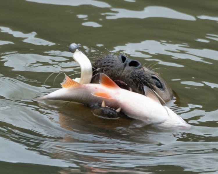 Freddie catching a fish (picture: Sue Lindenberg)