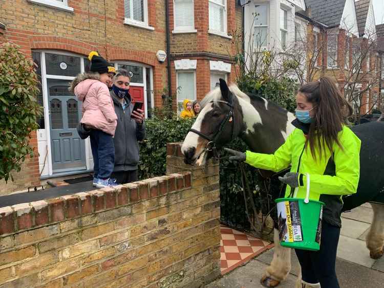 Marcus the Pony from Park Lane Stables