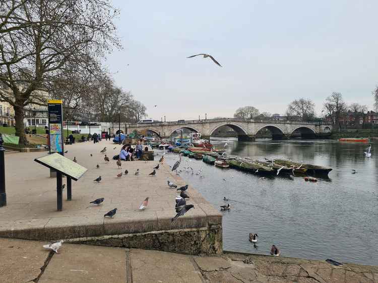 Birds perched on the banks of the Thames on Richmond Riverside