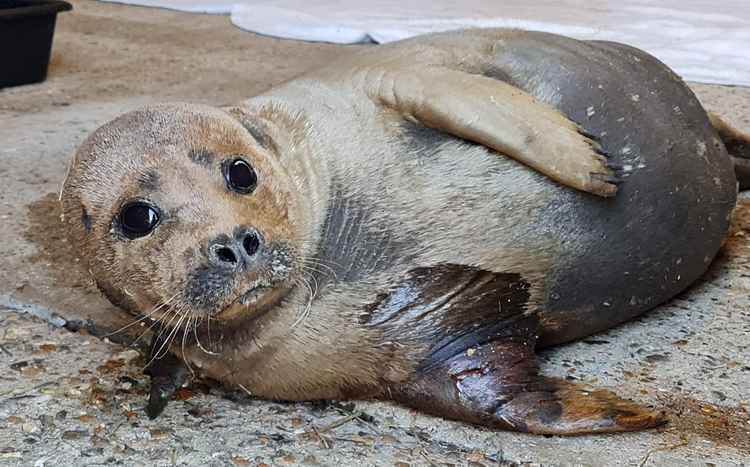 Recovering after Sunday's attack (picture: South Essex Wildlife Hospital)