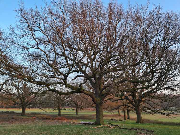 Richmond Park