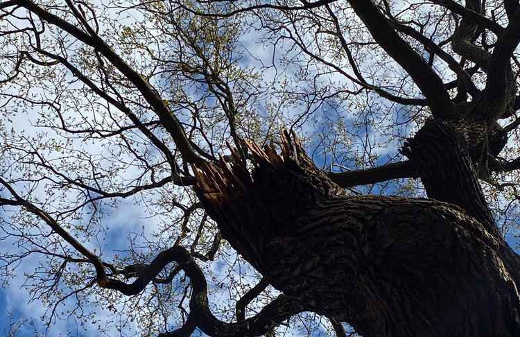 Richmond Park trees' new coronet cut