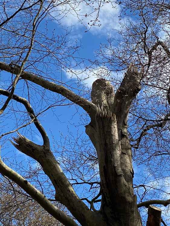 Richmond Park trees' new coronet cut