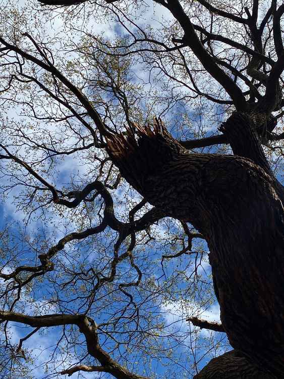 Richmond Park trees' new coronet cut