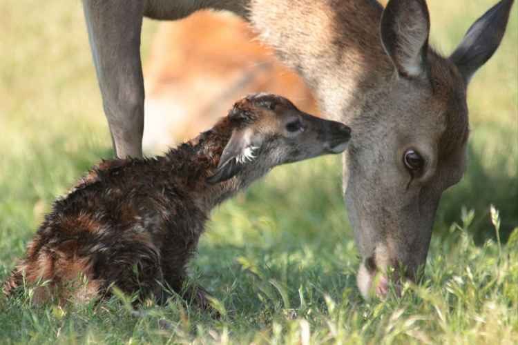 Newly-born red deer with its mother