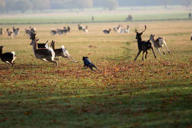 There are many incidents of dogs chasing deer each year, something the Parks are hoping to reduce