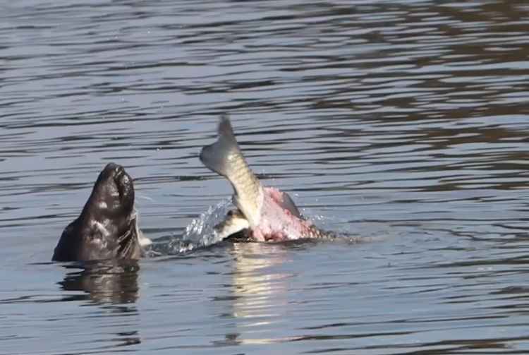 Still from 'Thames Seal enjoys Lunch in Twickenham'