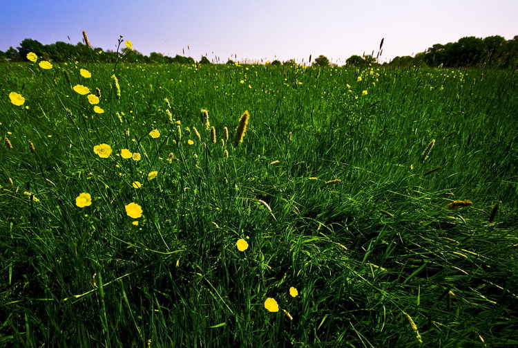 It is hoped that letting the grass grow longer will allow wildflowers to grow and support local wildlife (Image: Kol Tregaskes)