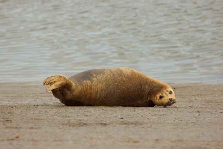 An increasing number of seals are being seen in the Thames