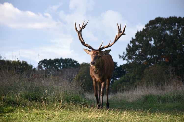 Deer in Bushy Park (Image: Jessica Broadbent)