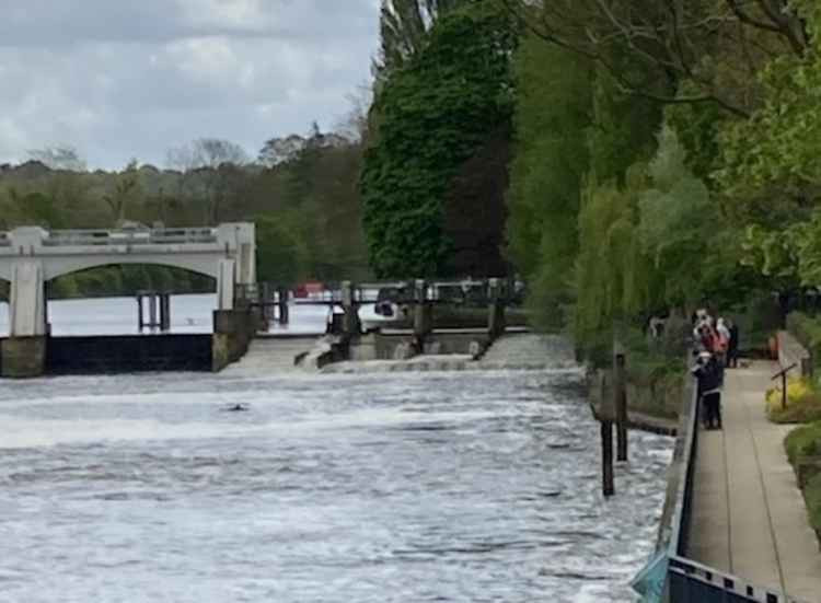 The outline of the whale at midday at Teddington Weir (Image: Stuart Higgins)