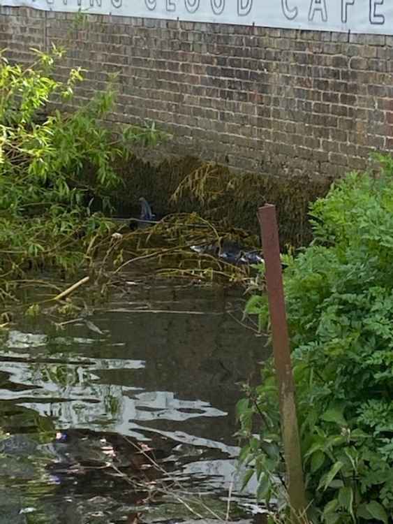 Film crews descend on Flying Cloud café as the whale becomes entangled in weeds (Image: Stuart Higgins)