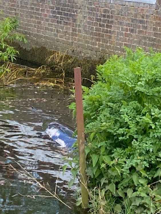 
	08pm: The whale managed to extricate itself from the undergrowth and surfaced fully as it swam back into the main river to loud cheers from onlookers as it vanished from sight again (Image: Stuart Higgins)
