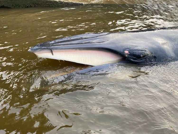 The minke whale (Image: British Divers Marine Life Rescue)