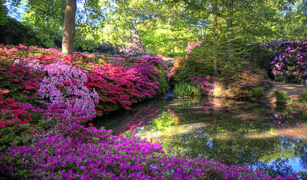 Richmond Park's Isabella Plantation (Image: Fred Dawson)