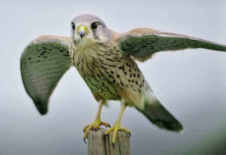 A kestrel in Richmond Park (Image: The Friends of Richmond Park)