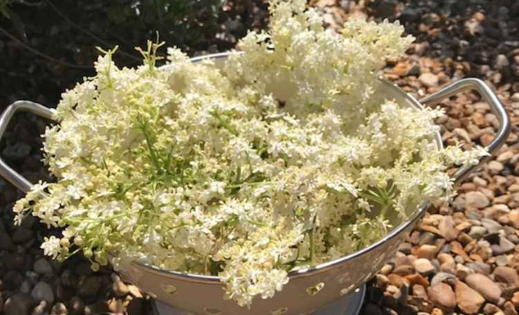 Freshly-picked elderflowers