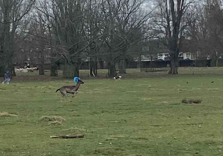 A young deer with a plastic bag tangled in its antlers